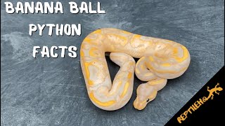 8 Fascinating Banana Ball Python Facts