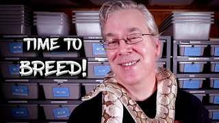 How I Organize my Ball Python Breeding Season
