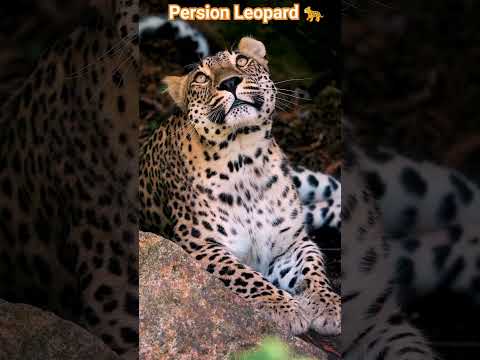 #leopard #wildlifeanimals #kidsknowledgevideos  #viral
