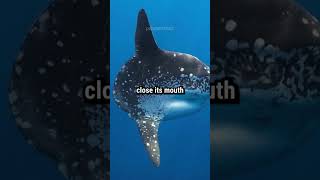 Feeling useless? Think about the sunfish! 🐟😂 #Sunfish #FunnyFish #NatureComedy #OceanLife #Laughs