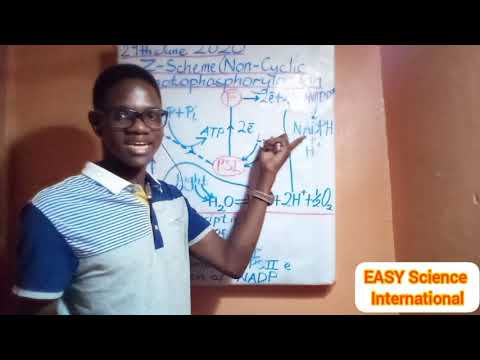 Nutrition for A level Biology 15. (THE Z-SCHEME)