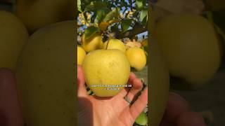 Apple Picking Tips! #gardenharvest #asmr #asmrsounds #applepicking