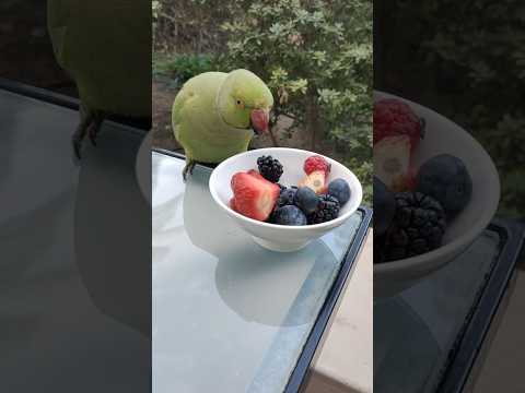 🦜: Nalla Taste und🫐🍓#petlover #pets #stawberry #blackberry #bluberries