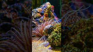 underwater world #UnderwaterWorld #OceanMagic #DeepSea #UnderwaterLife #OceanVibes #SeaDreamsn