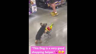 This adorable dog knows how to do grocery shopping #goodvibes #shoppingbuddy #dog #animals