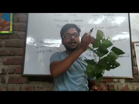 पौधे का वर्गीकरण