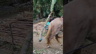 local processing sugarcane#horse#mountains #forest..huasteca potosina
