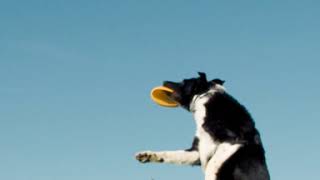 Pedigree Loyalty Program: Catch