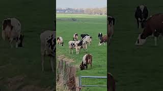 #UnriseUnwise 05 - #SundayFunday 04 - #Fauxy ¿?? - #humor #comedy #sf #series #parody #satire ? ✝️🌞🤍