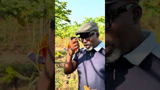 BuzstopBoys Farms