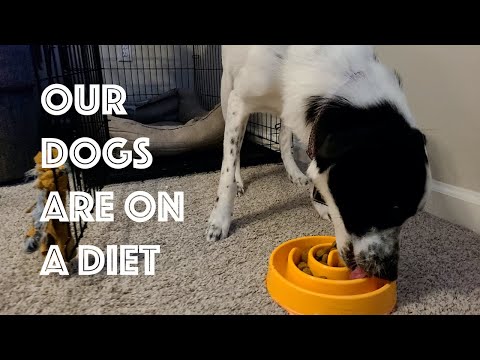 Our dogs are on a diet, Michael Jackson at target and our first smart summon