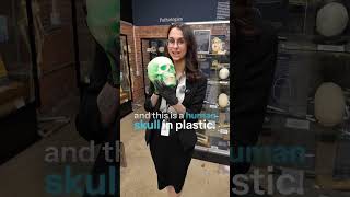 Rare things at The Bone Museum part 348