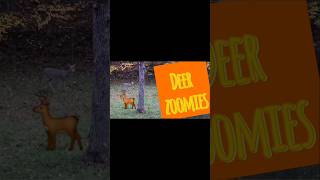 Deer Zoomies #keifferholler #keifferkrew #deer #zoomies  #deerzoomies