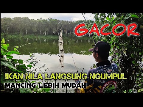 Pancing Jaring‼️Mancing ikan nila ini dia Umpanya.