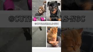 cute animals funny video trending shorts 🥰 #funnycomedyshort #cuteanimalsfunnyvideos #funnycomedys