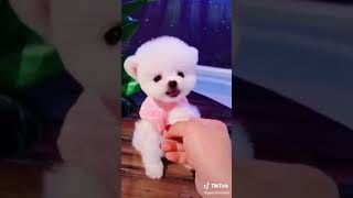 cute tiny puppy (plz check the description) #Shorts