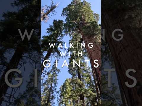 “Walking with Giants” The ancient Sequoias and Redwoods all in one day! Full Video on Channel!