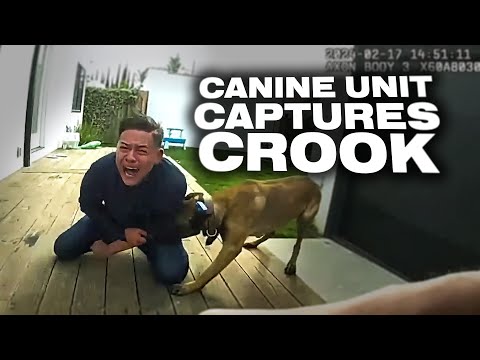 When the Cops Release Dogs on a Criminal