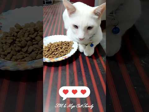 খাওয়া শেষ এখন তাড়াতাড়ি পাখি দেখতে যাই গাইস - মিনু ♥️♥️♥️ #shorts #cutecat #cat