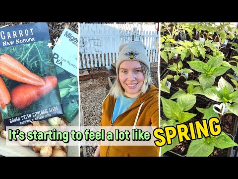 Early Morning Gardening. Greenhouse starts update, planting carrots, peas and onions