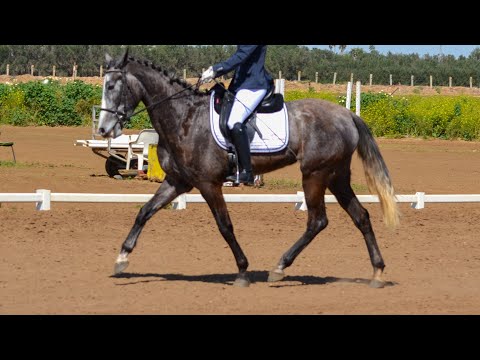 First DRESSAGE SHOW 4 years old PRE Esperada del Yunque