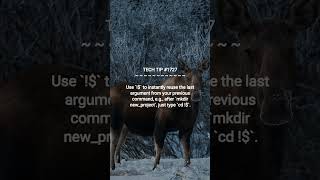 Linux Pro Tip: The `!$` Trick | 2025-12-15 | #Shorts #programmingtips #webdevelopmenttips