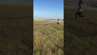 Gunner gsp point on rain quail