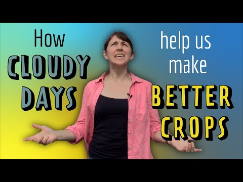 Photosynthesis in Recent Research - Studying this quirk of photosynthesis helps breed better crops!