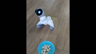 #clicbot #dog #funny #dog #dogrobot #petrobot #robot #tech #petrobotloverhard45