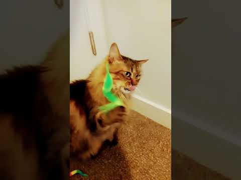 Silliness #wormonastring #cat #cattoy