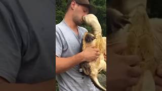 Epic Fail! Man Tries Kissing an Alligator Snapping Turtle😳🐢 Gets Instant Karma #animals #shorts