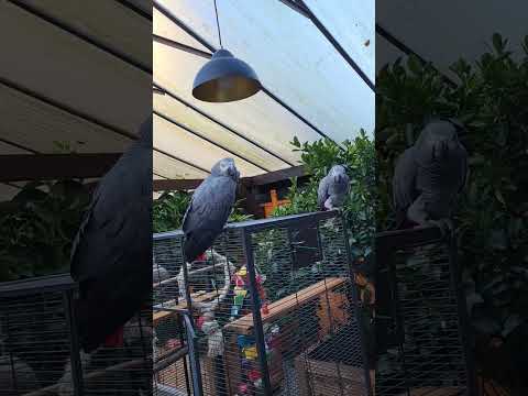 #parrot #music