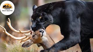 Floresta Amazônica: O Encontro dos Predadores de Elite #animaisselvagens | Vidas Selvagens