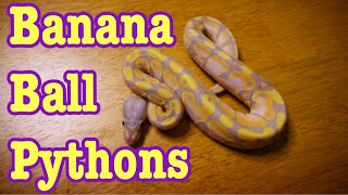 My Collection of Banana Ball Pythons