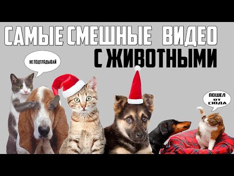 Самые Cмешные Видео С Животными