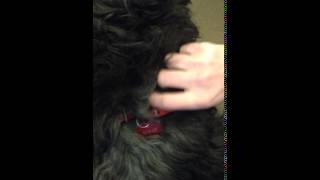 The Best Pet Cleash!  Product Developement and Industrial Design for startups