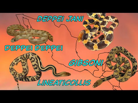 Completing the Central American Pine Snake Collection!