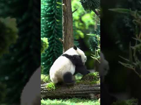 Cute little panda #aireel #aishorts #aivideo #creativeai #futureofcontent #nextgencontent #shortsbya