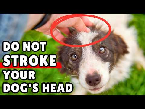 Think Twice Before Petting Your Dog's Head ⚠️