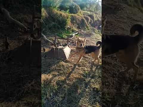 Apne ghar ke logo ko hi bhonkne wala dogy 😃