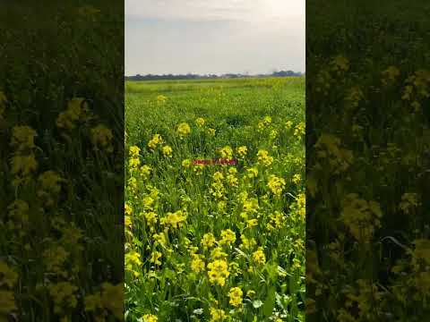 #farminglife #Sarso ki kheti#solotraveler #song