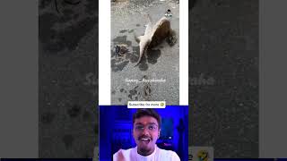 cute animals funny video trending shorts#funnycomedyshort#cuteanimalsfunnyvideos#funnycomedy