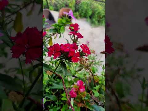 sweet 🏡 #shorts #ytshorts #youtubeshorts