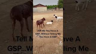 GERMAN SHORTHAIRED POINTER Dog On A Constant Hunt!