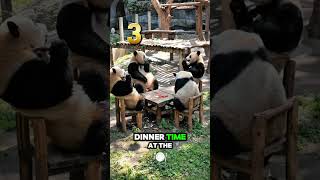 Cutest Pandas that will steal your heart 🐼❤️ #panda #cute #funny
