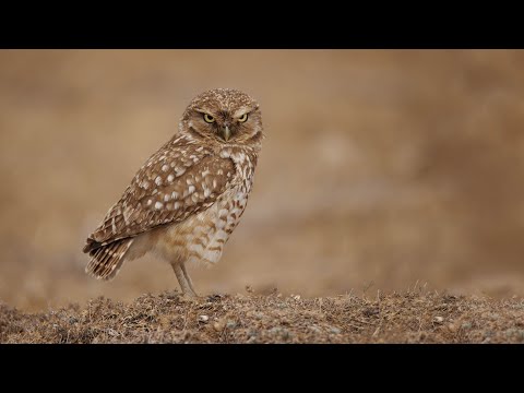 Burrowing Owls of Idaho; Saving America’s Underground Raptors; A Wildlife Conservation Story