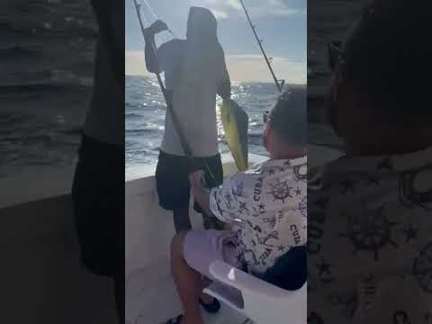 Mahi Mahi Catch, Punta Cana, Dominican Republic #mahimahi #puntacana #dominicanrepublic #fishing
