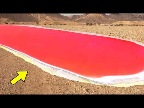 This Is Happening NOW in the DESERT – Wildlife and Nature [Documentary]