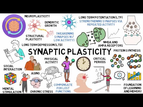 Synaptic Plasticity