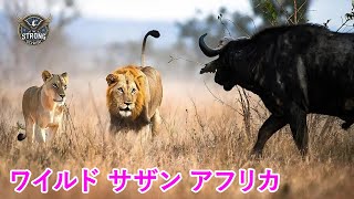 ワイルド・サウス | 南アフリカの驚くべき自然 - 動物ドキュメンタリー #野生動物 #動物ドキュメンタリー #自然ドキュメンタリー